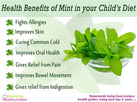 Mint Powder moisture meter|benefits of mint powder.